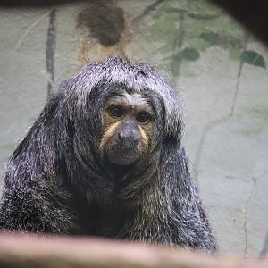 Small Mammal House - Pale-Headed Saki Monkey
