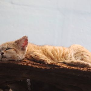 Small Mammal House - Sand Cat