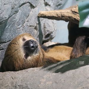 Small Mammal House - Southern Two-Toed Sloth