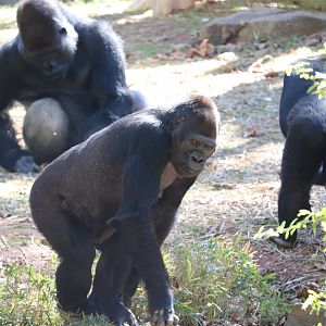 Great Ape House - Western Lowland Gorilla - Mandara