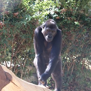 Great Ape House - Western Lowland Gorilla - Kibibi