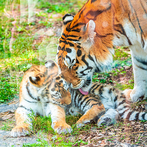 Mazyria (right) & Mila (left) the Amur Tigress mother and daughter