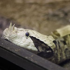 Reptile Discovery Center - Gaboon Viper