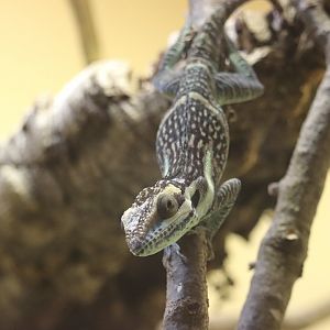 Reptile Discovery Center - Smallwood's Anole