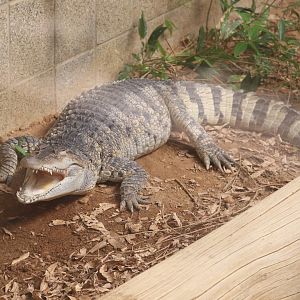 Reptile Discovery Center - Philippine Crocodile - Mindy