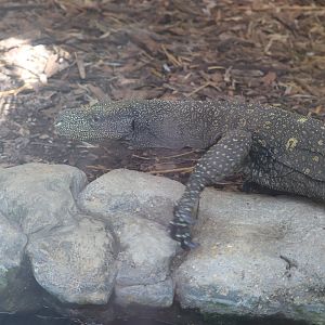 Reptile Discovery Center - Crocodile Monitor