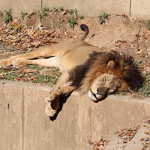 Great Cats - African Lion - Luke