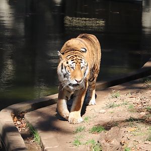 Great Cats - Amur Tiger - Metis