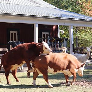 Kids Farm - Cow (Hereford, Holstein) - Alpaca