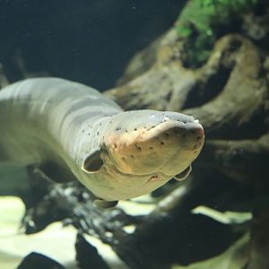 Amazonia - Electric Eel