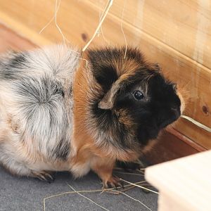 Amazonia - Guinea Pig