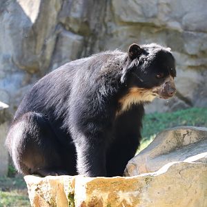 National Zoo - Andean Bear - Quito