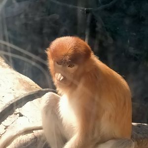 Proboscis monkey
