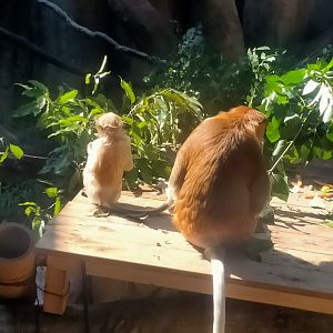 Proboscis monkeys