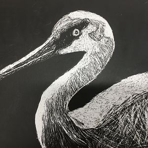 Sandhill Crane Scratchboard