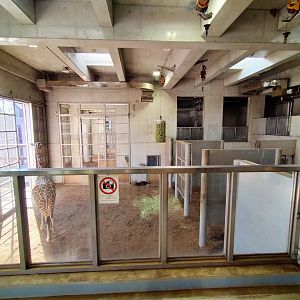 Public backstage giraffe area