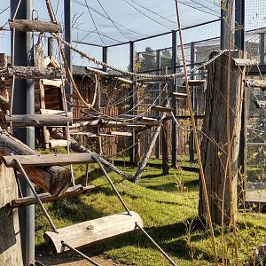 Ring-tailed Lemur exhibit