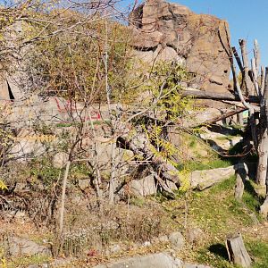 "New" Sloth Bear exhibit