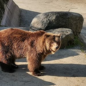 Grizzly Bear