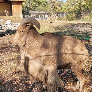 Barbary Sheep