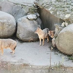 European Golden Jackal