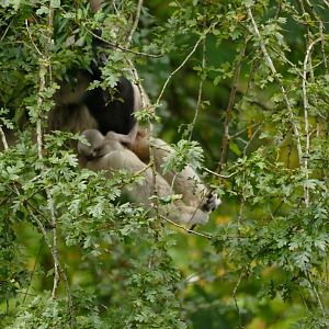 Pileated gibbon and baby, 28 October 2021
