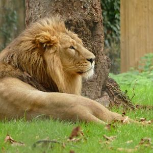 Asiatic lion, October 2021