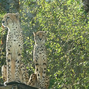 Cheetahs, October 2021