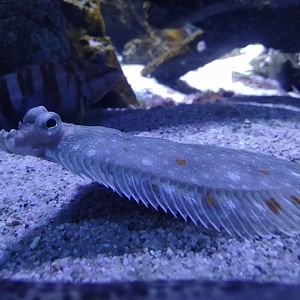 Pleuronectes platessa at sealife