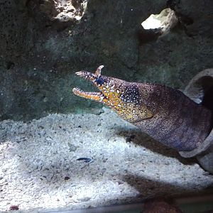 Enchelycore pardalis at sea life