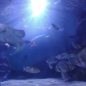 Sea turtle tunnel view at sea life