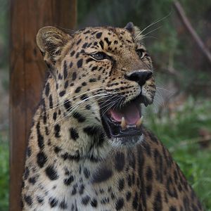 Amur leopard