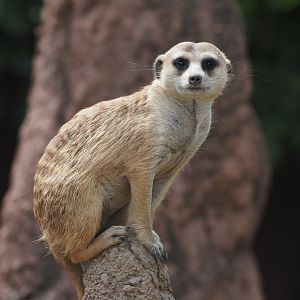 Meerkat