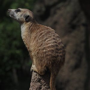 Media 'Meerkat' in category 'Cleveland Metroparks Zoo'