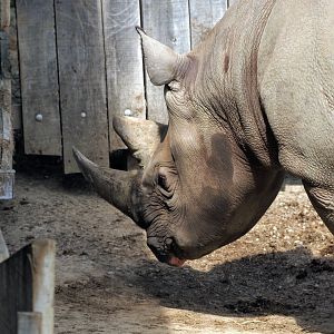 Eastern black rhinoceros