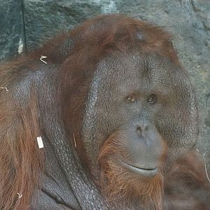 Bornean orangutan male