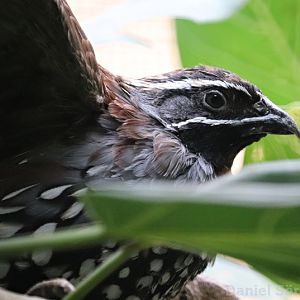 Madagascar partridge (Margaroperdix madagarensis)