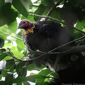 Jungle Trail - Australian brushturkey (Alectura lathami lathami)