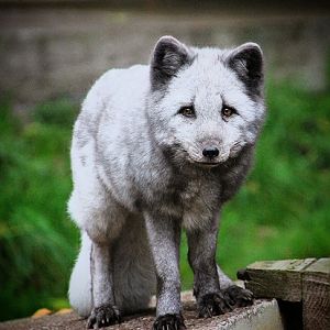 Arctic Fox at Dudley Zoo & Castle