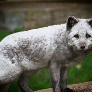 Arctic Fox at Dudley Zoo & Castle