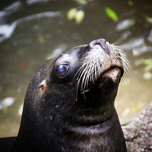 Patagonian Sea Lion at Dudley Zoo & Castle