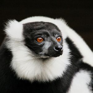 Black & White Ruffed Lemur at Dudley Zoo & Castle
