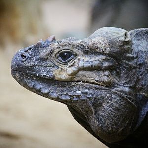 Rhinoceros Iguana at Dudley Zoo & Castle