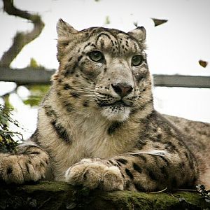 Snow Leopard at Dudley Zoo & Castle