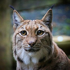 Carpathian Lynx at Dudley Zoo & Castle