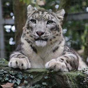 Snow Leopard at Dudley Zoo & Castle