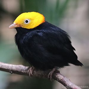 Golden-headed manakin (Ceratopipra erythrocephala), male.