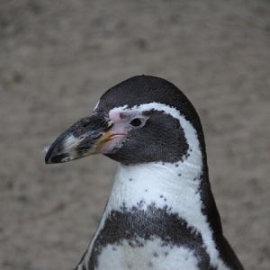Humboldt Penguin at Dudley Zoo & Castle