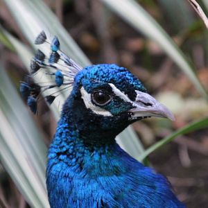 Indian Peafowl at Dudley Zoo & Castle