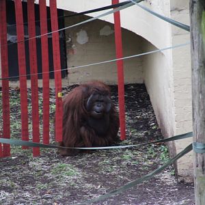 New Male Bornean Orangutan 'Djimat' at Dudley Zoo & Castle